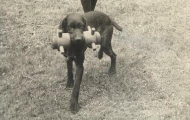 018-szkolenie psów myśliwskich