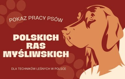 Zdjęcie do POKAZ PRACY PS&Oacute;W POLSKICH RAS MYŚLIWSKICH