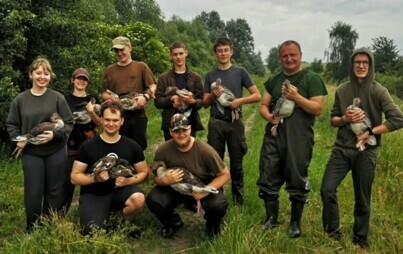 Zdjęcie do OBRĄCZKOWANIE GĘSI I KACZEK NA &quot;STAWACH KISZKOWSKICH&quot;